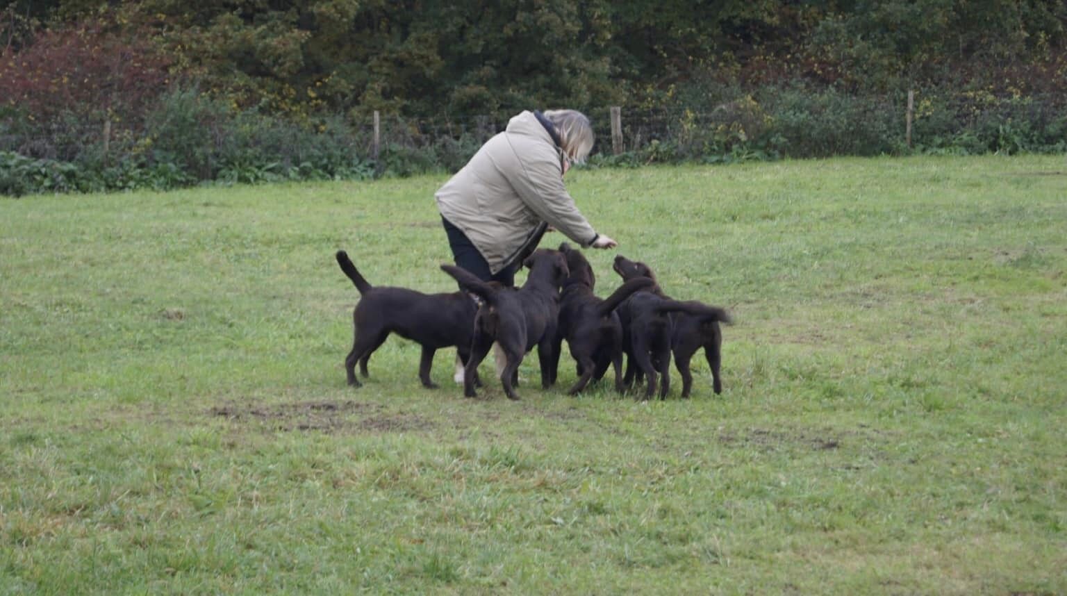stemning billeder Kennel Cap De Lab